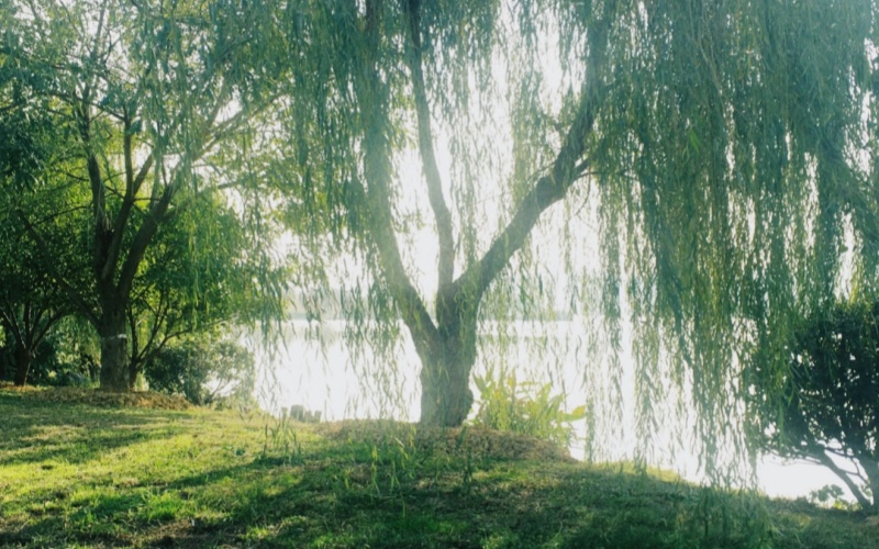 Laiwo Medical | Another year of willow catkins flying around, are you okay?