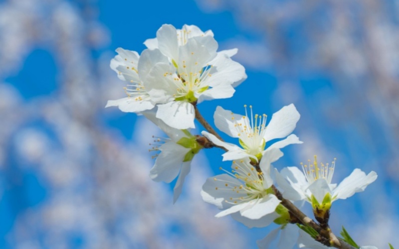 【莱沃医疗：知识分享】当龙抬头遇上春分，鼻炎人群都会经历哪些？