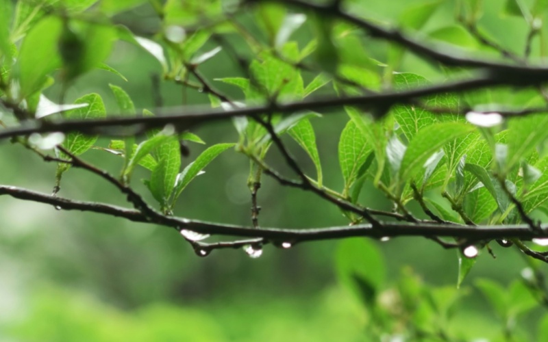 【莱沃医疗】清明节放假通知